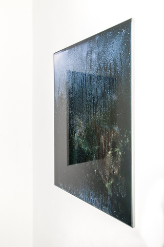 s12_1 (lilie), 2017
