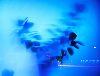Blaugummibaum, Köln, 2012